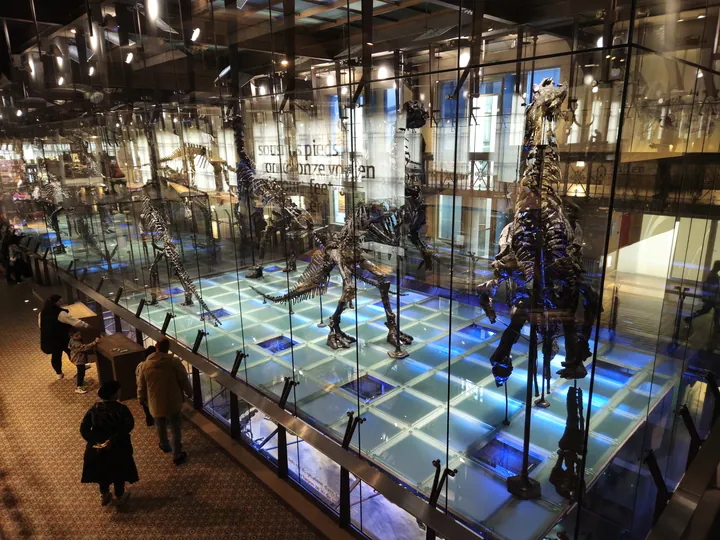 Natural History Museum (Royal Belgian Institute of Natural Sciences) Brussels (Belgium)